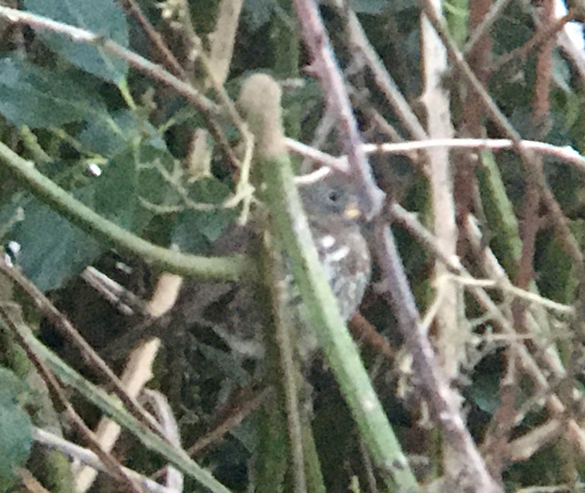 Пестрогрудая овсянка [группа unalaschcensis] - ML647338226