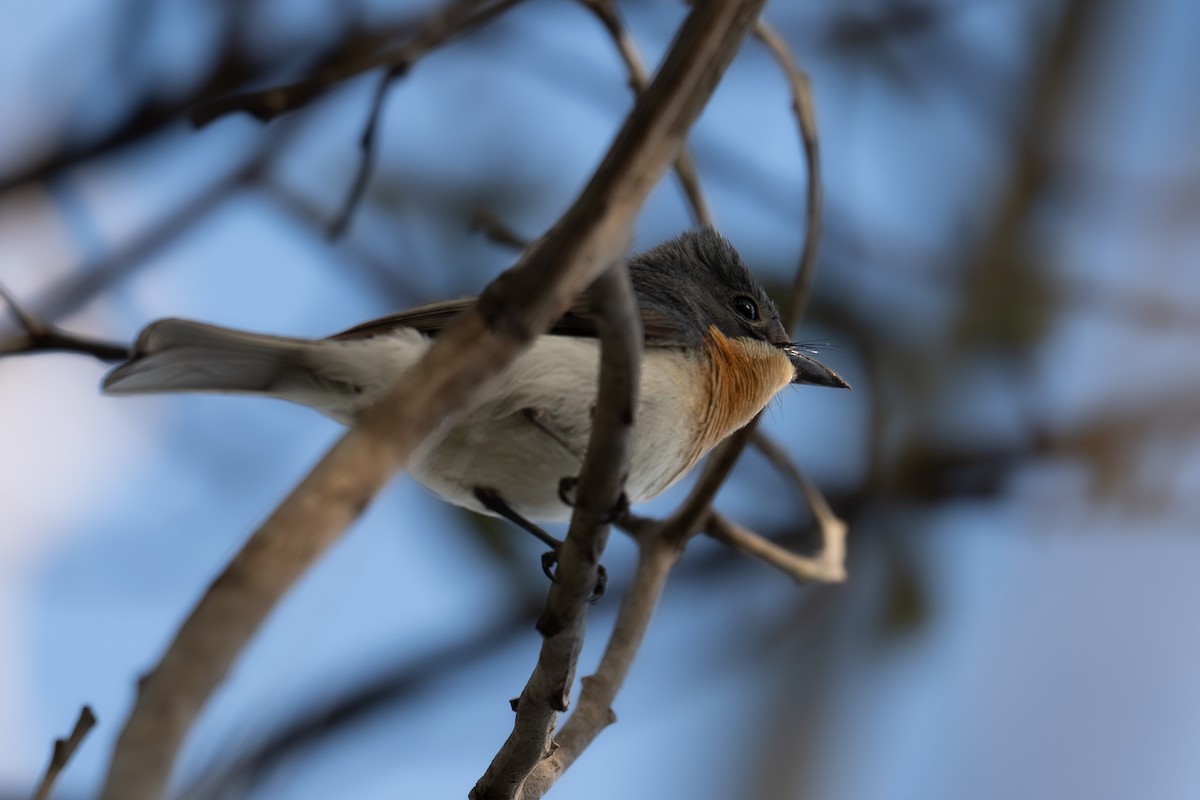 Серебристая миагра - ML647338232