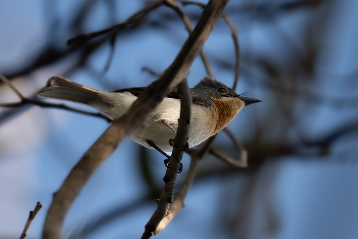 Серебристая миагра - ML647338233
