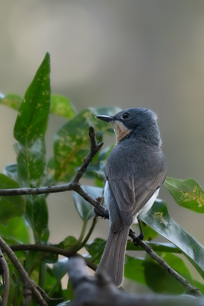 Серебристая миагра - ML647338234