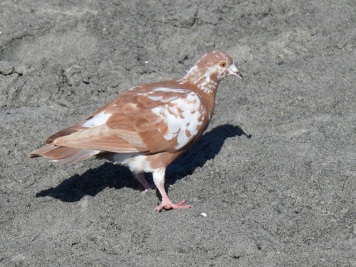 Сизый голубь (Одомашненного типа) - ML647338235