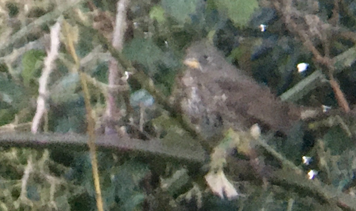 Пестрогрудая овсянка [группа unalaschcensis] - ML647338236