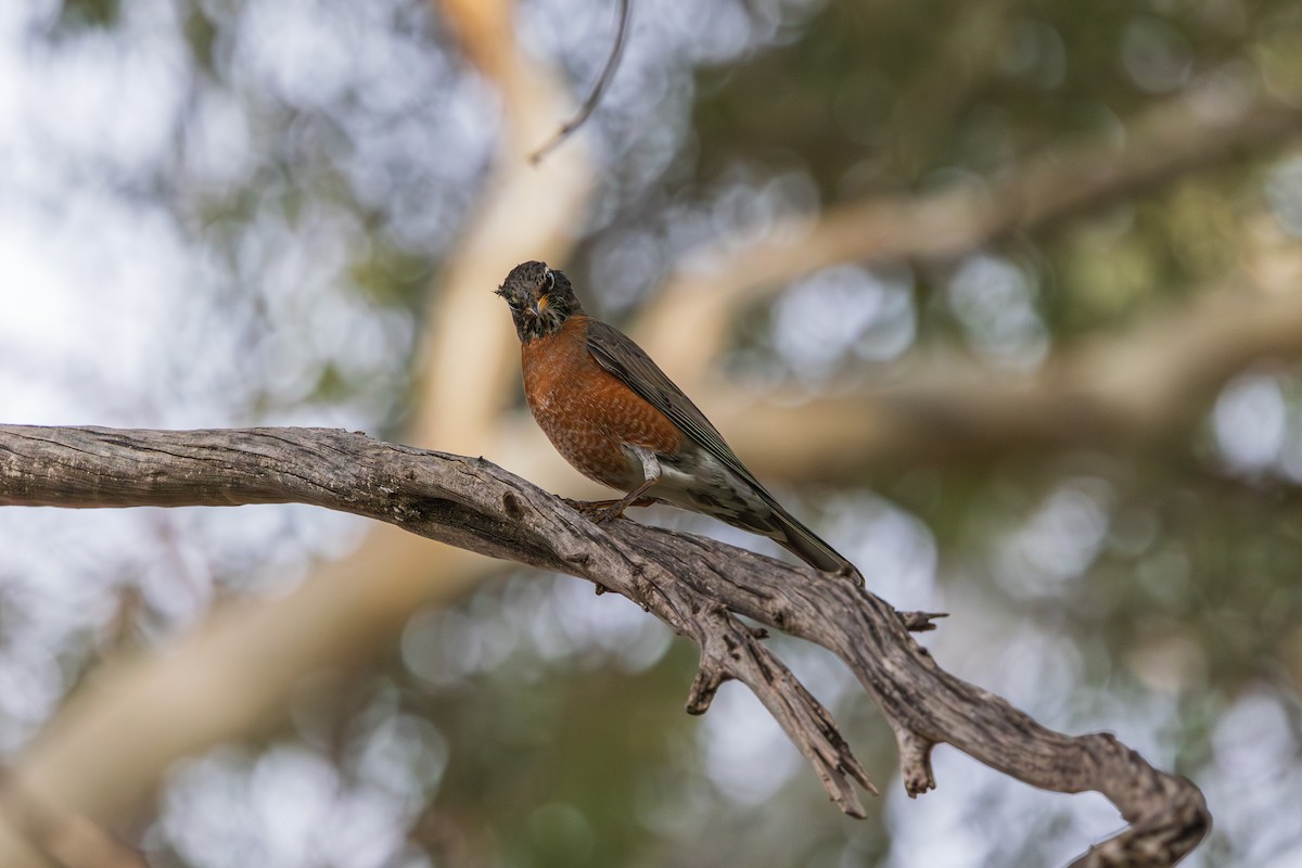 Странствующий дрозд - ML647338237