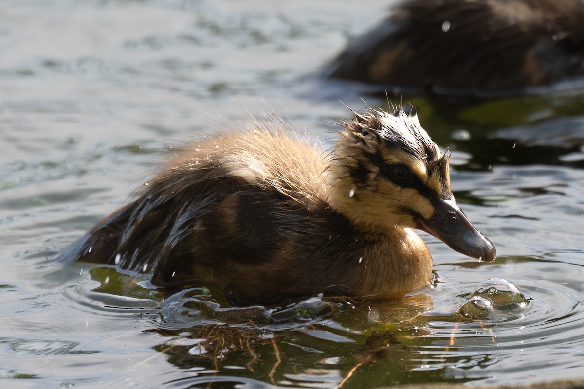 Серая кряква - ML647338238