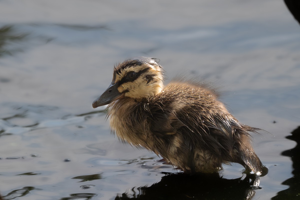 Серая кряква - ML647338239