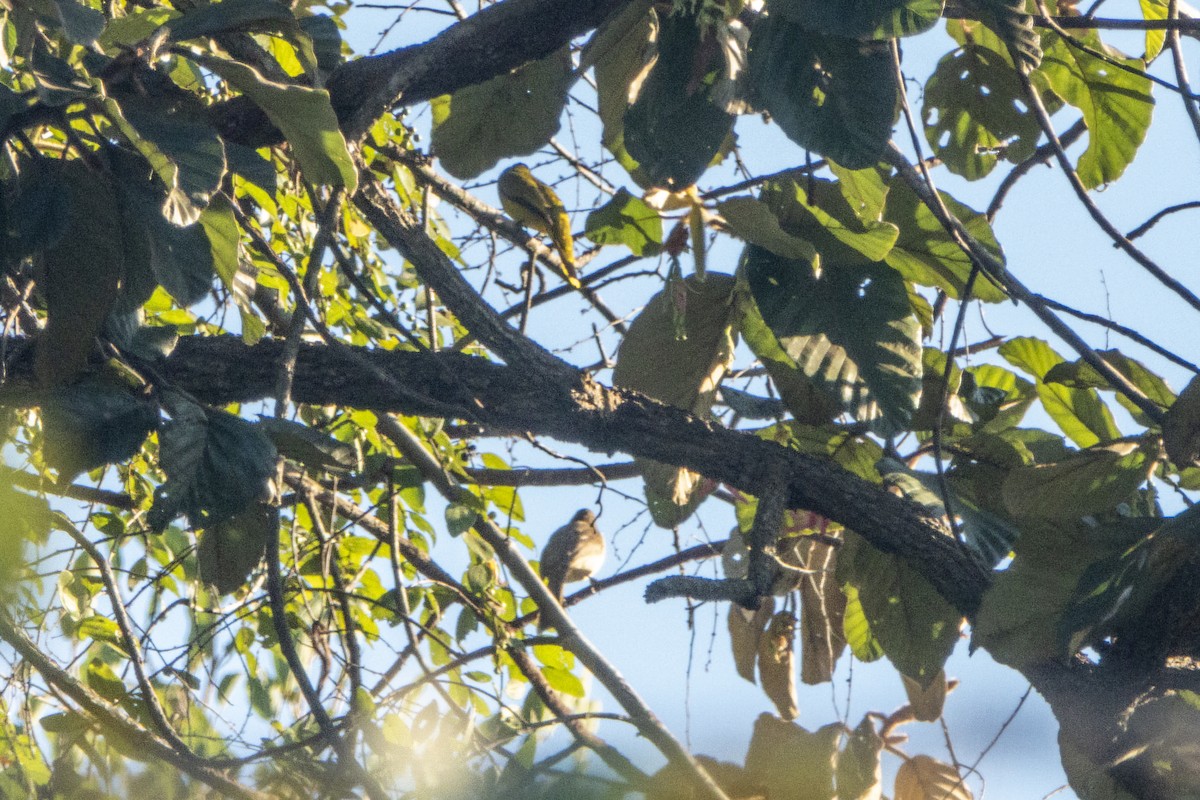 Черноголовый бюльбюль - ML647338240