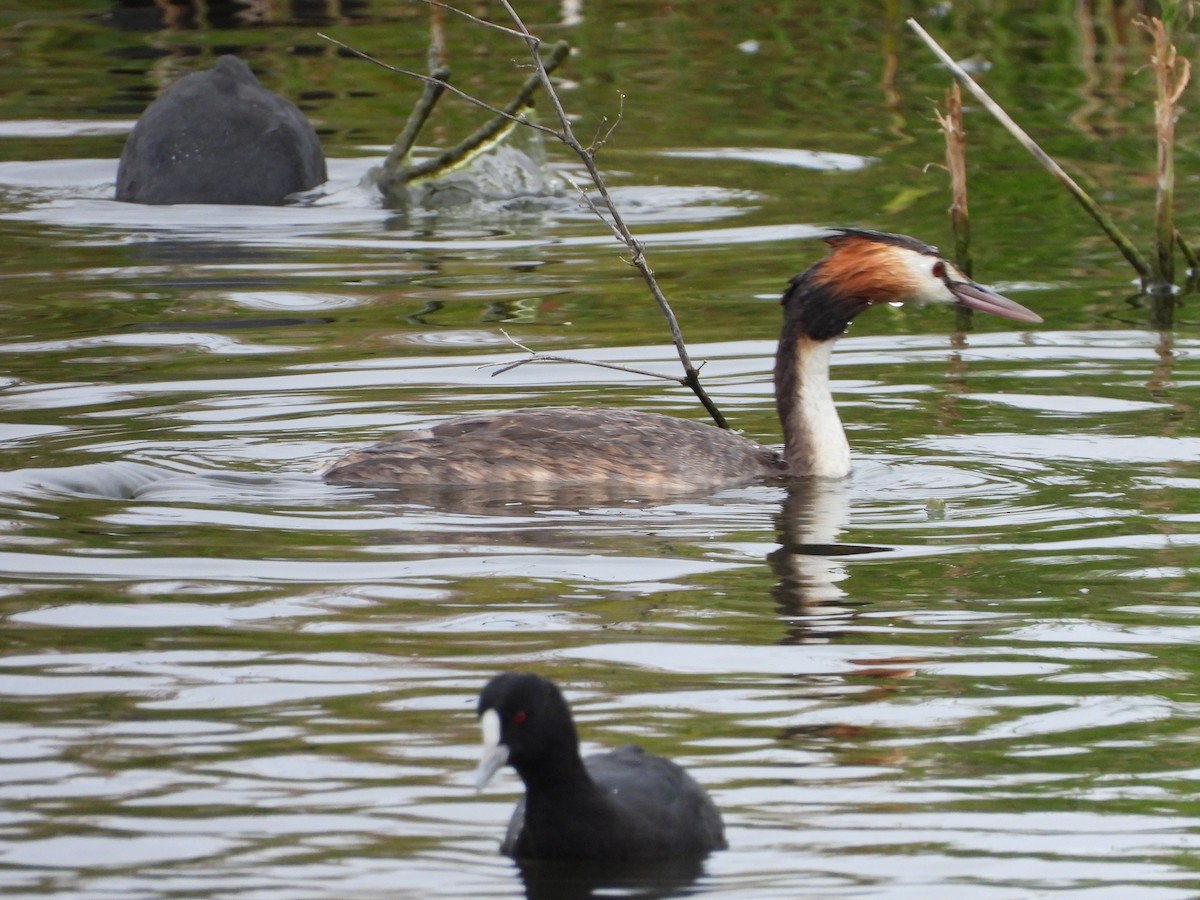 Great Crested Grebe - ML647338241