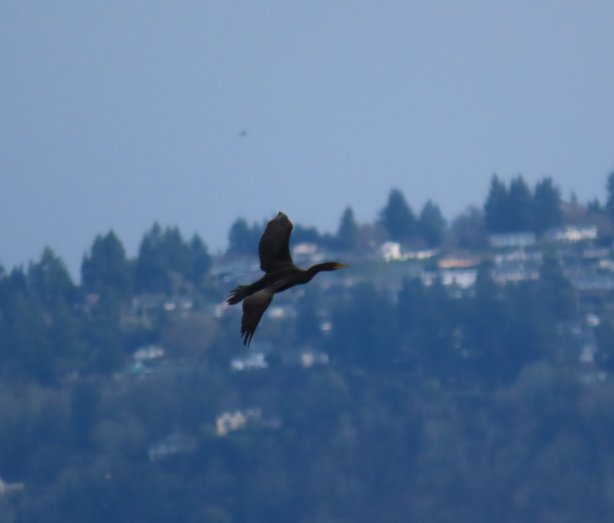 Ушастый баклан - ML647338242