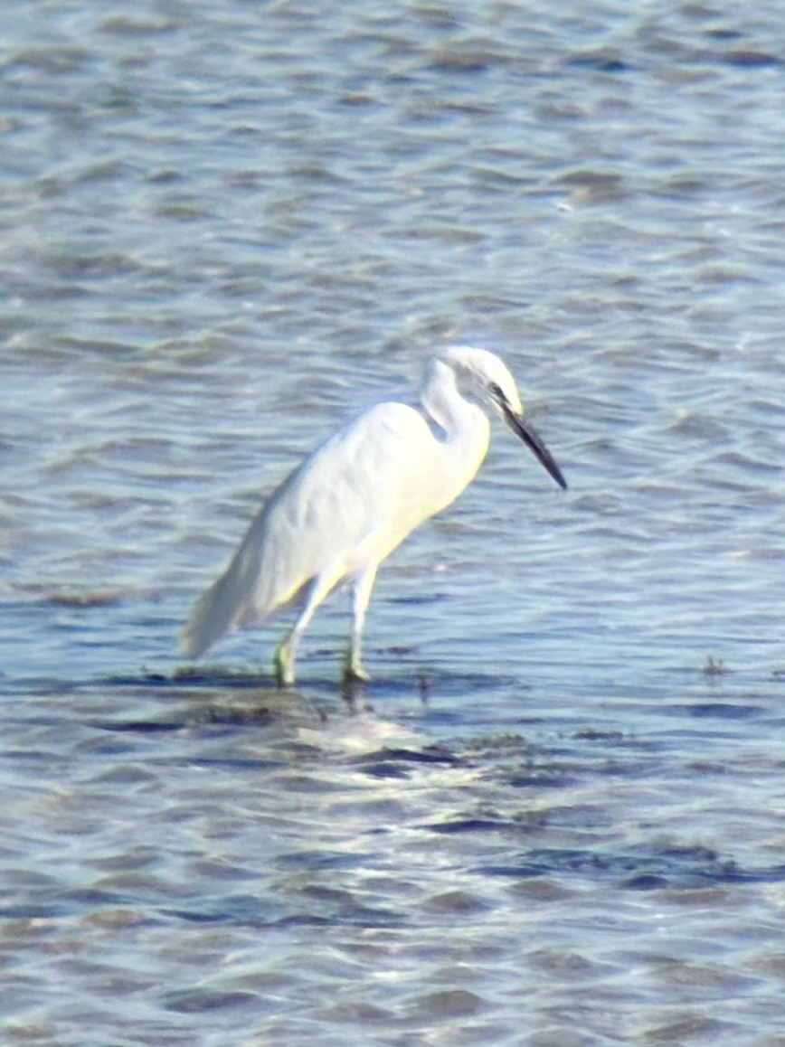 Желтоклювая цапля - ML647338243