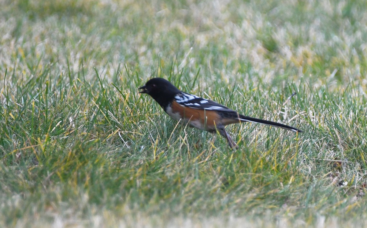 Пятнистый тохи - ML647338244