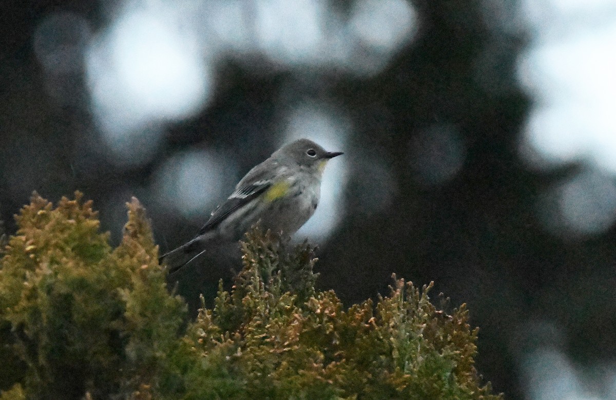 Миртовый певун (auduboni) - ML647338247