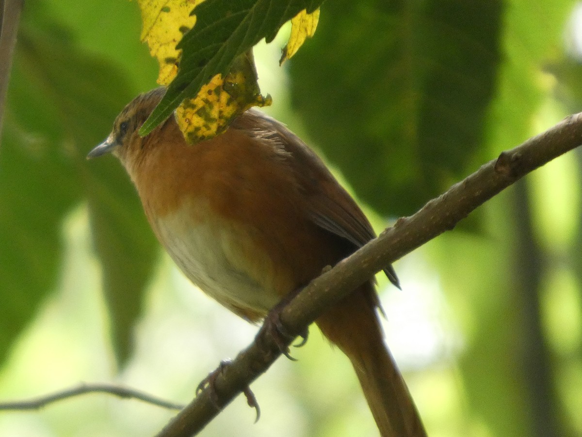 Рыжеватая бурогрудка - ML647338249