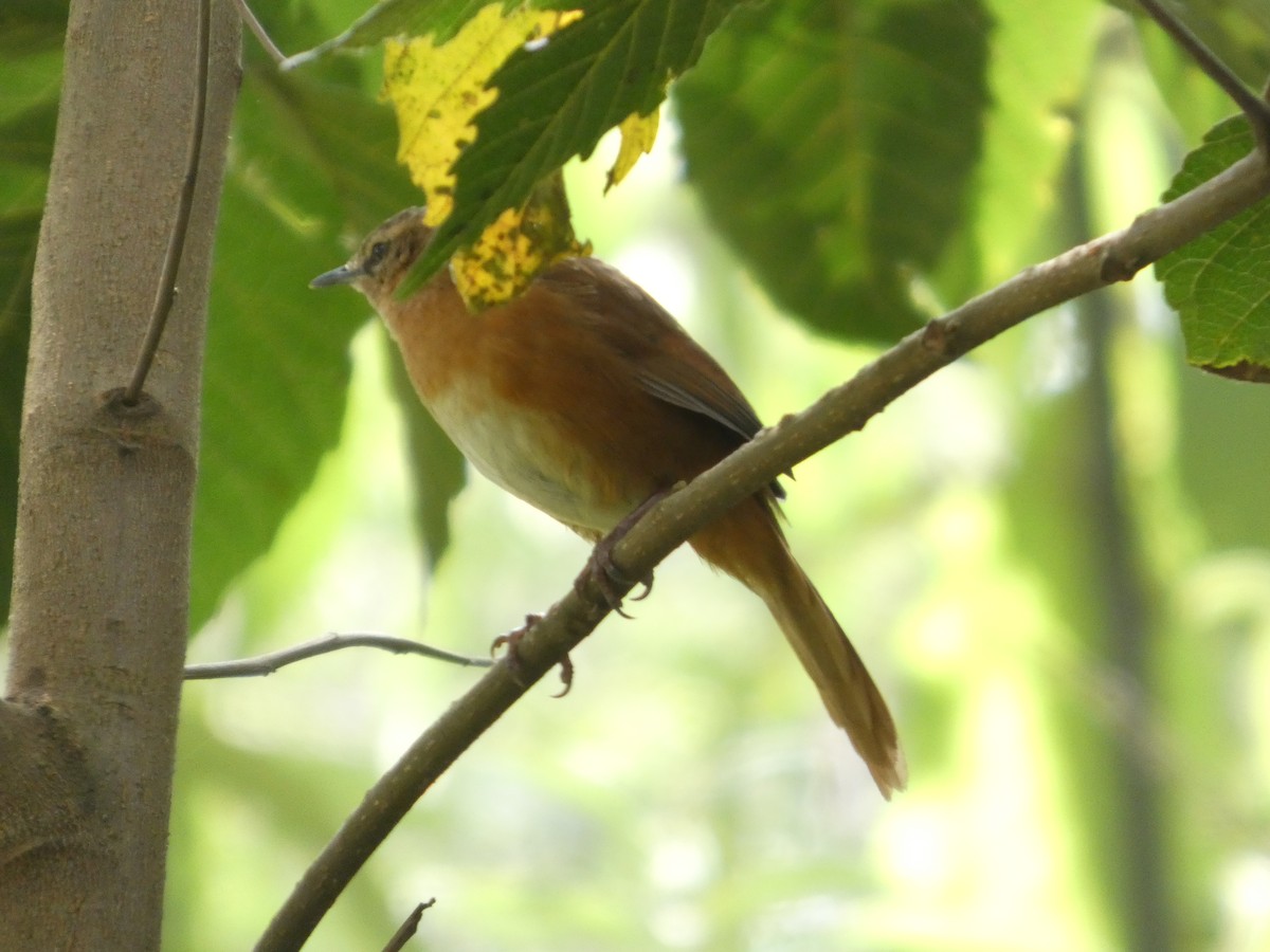 Рыжеватая бурогрудка - ML647338250