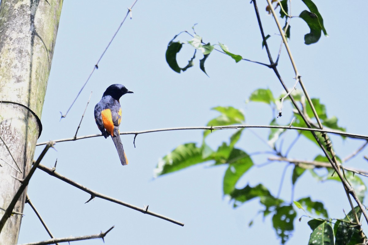 Оранжевый личинкоед - ML647338251