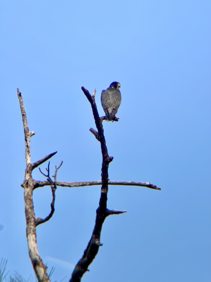 Сапсан - ML647338252