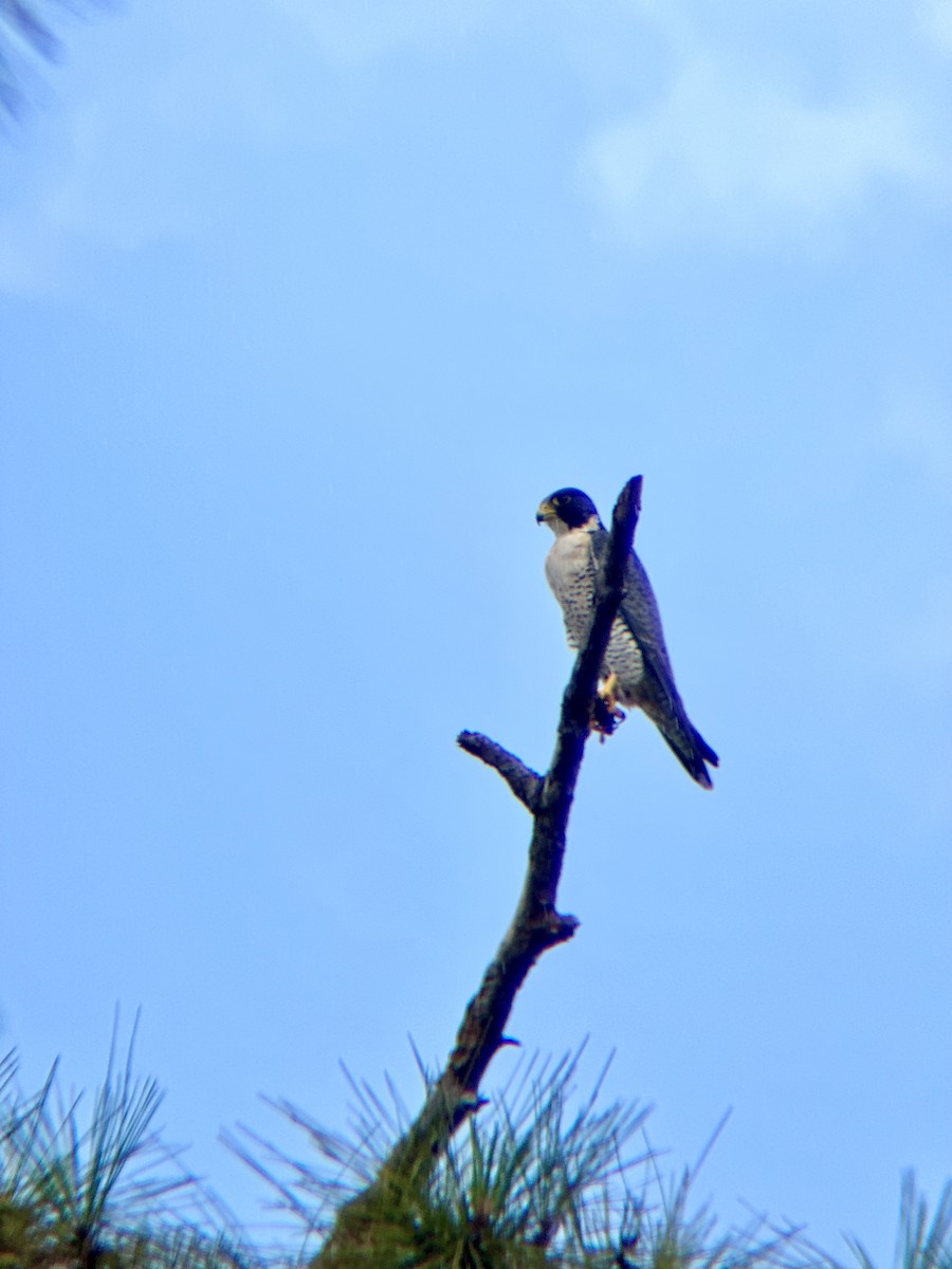 Сапсан - ML647338253