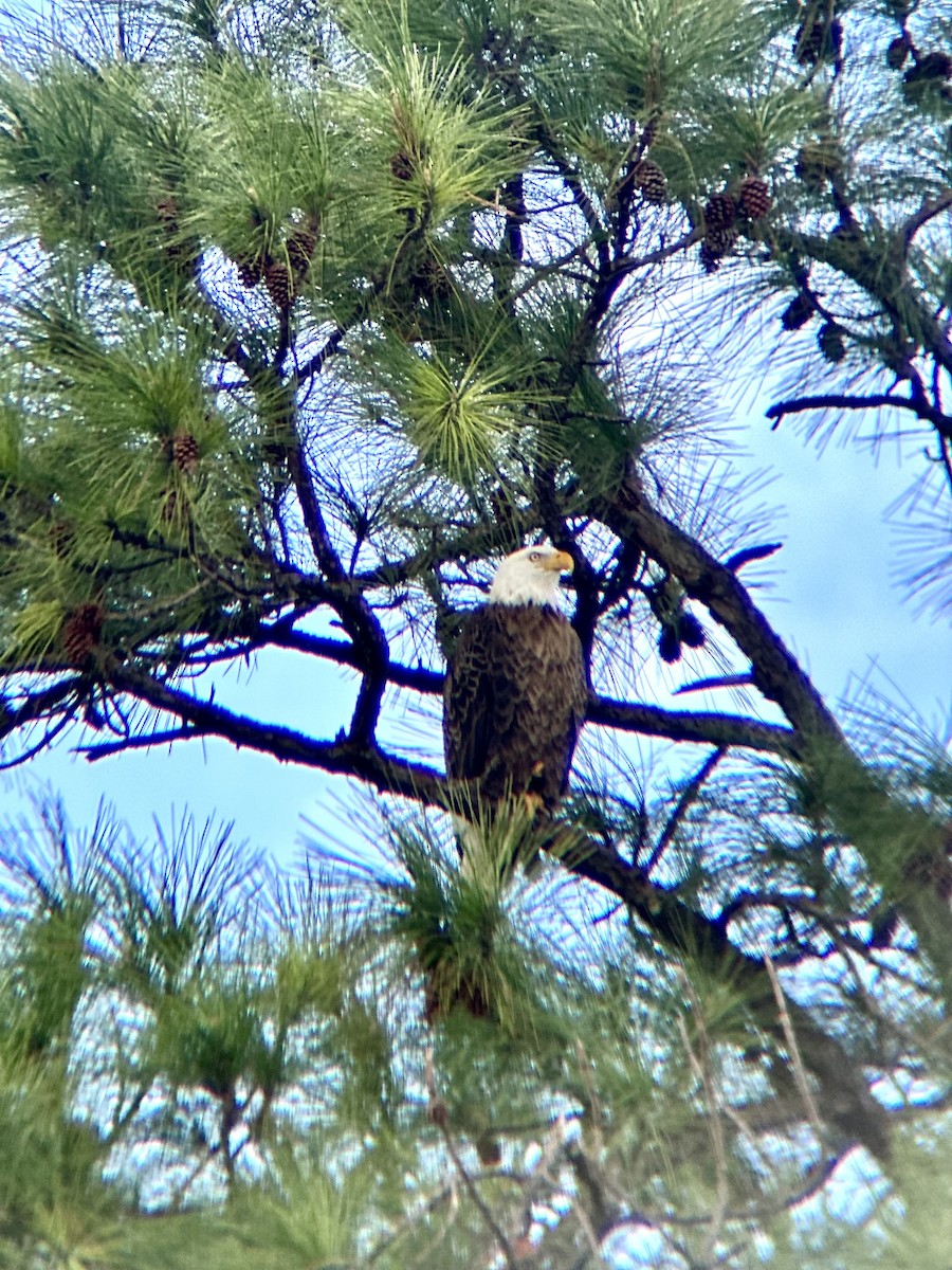 Белоголовый орлан - ML647338256