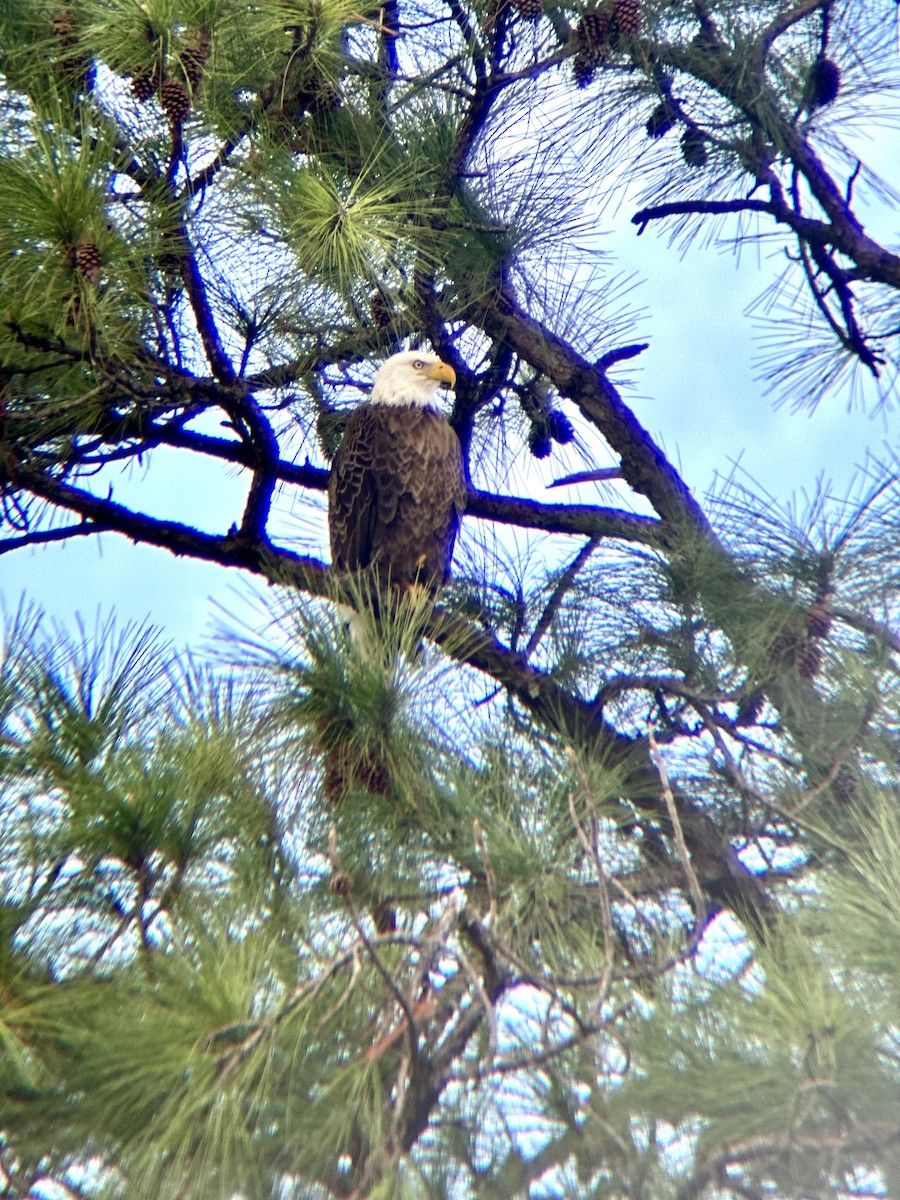Белоголовый орлан - ML647338257