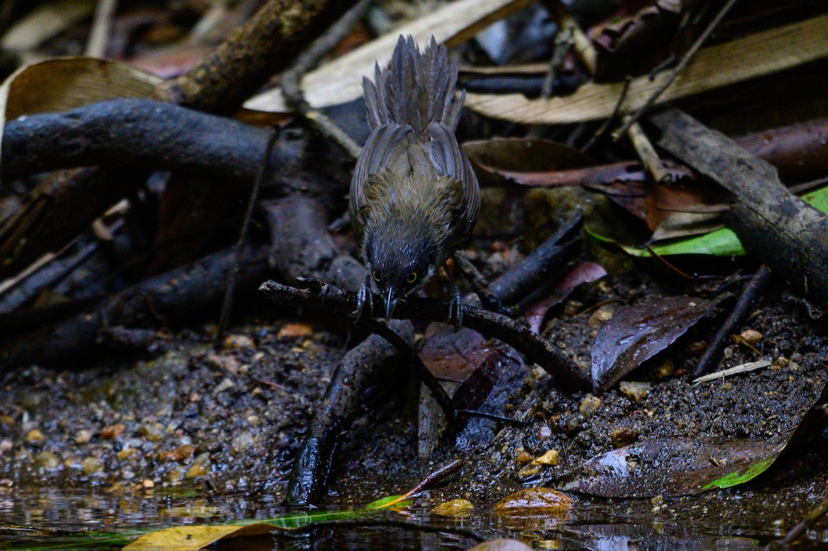 Капюшонная тимелия - ML647338258