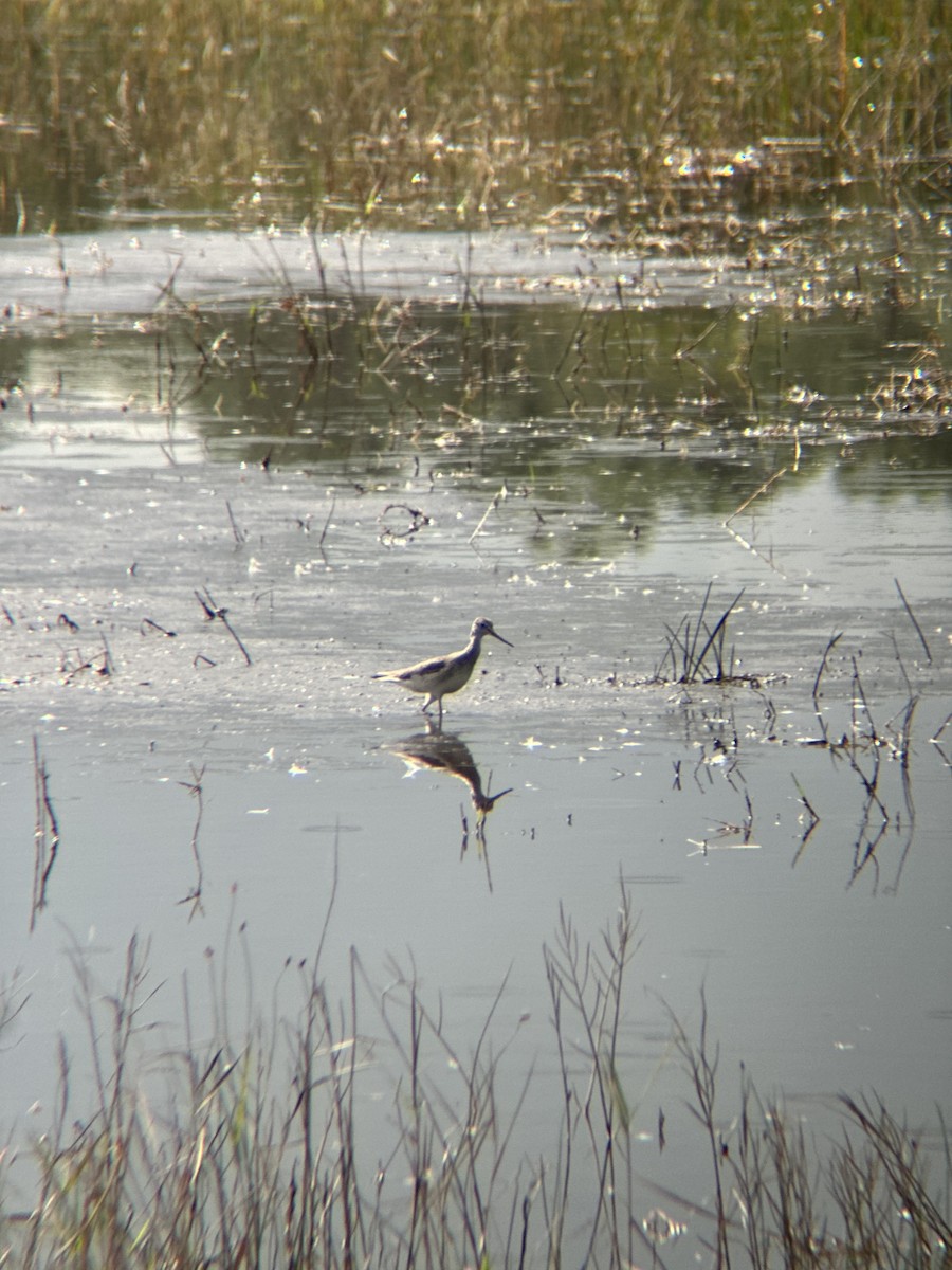 Greater Yellowlegs - ML647338266