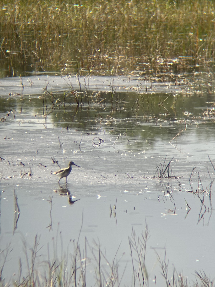 Greater Yellowlegs - ML647338267