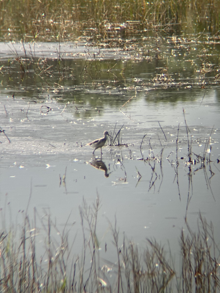 Greater Yellowlegs - ML647338268
