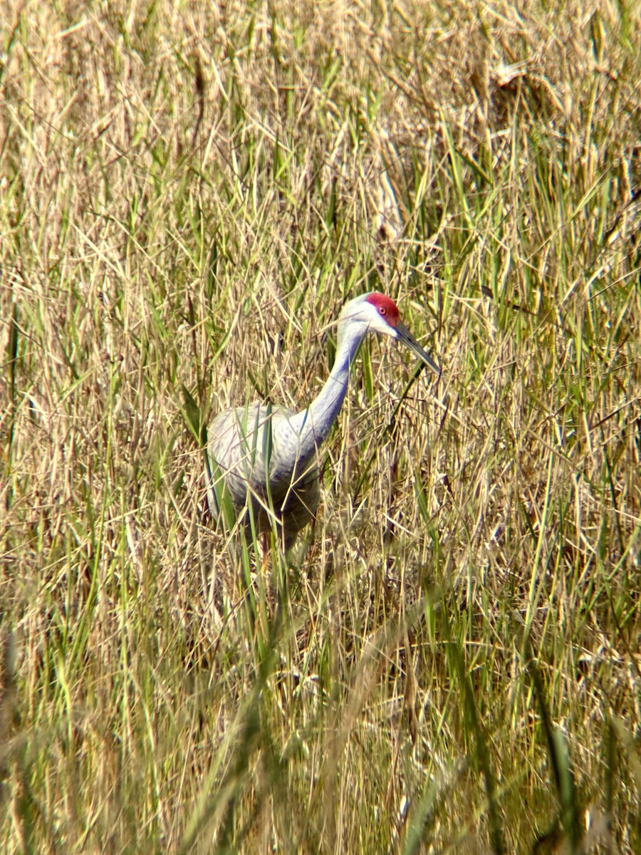 Sandhill Crane - ML647338284