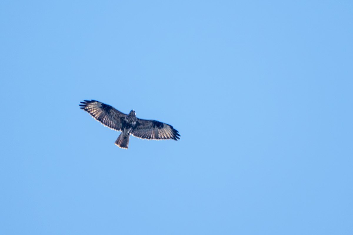 עקב יפני - ML647338295