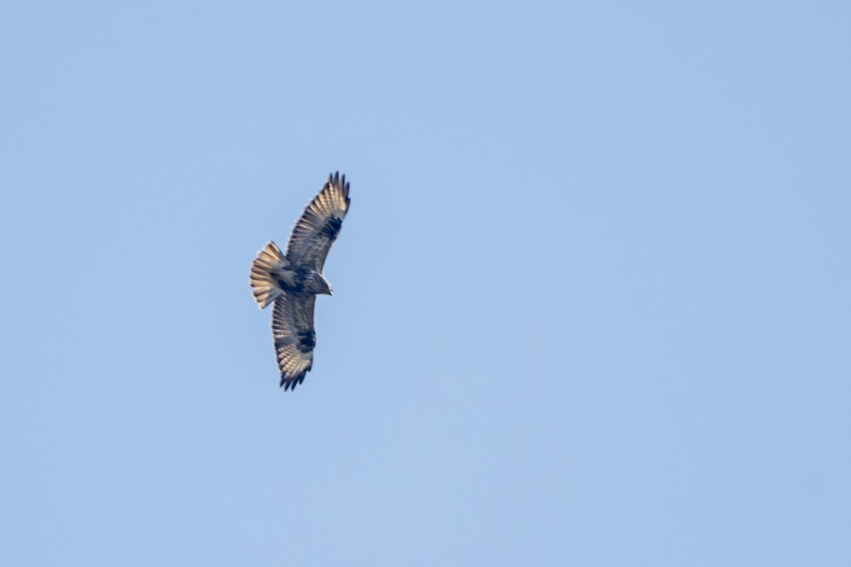 עקב יפני - ML647338297