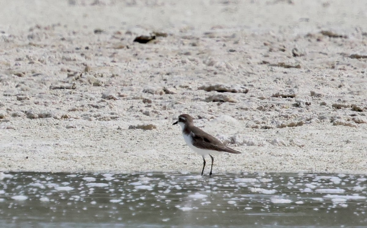 Pluvier du Tibet - ML647338302