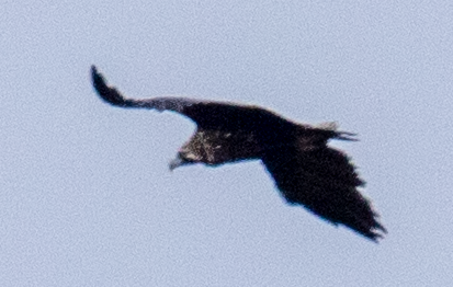 Buitre Negro - ML647338317