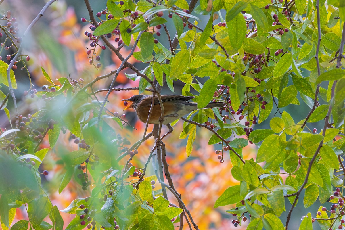 Rufous-backed Robin (Rufous-backed) - ML647338318