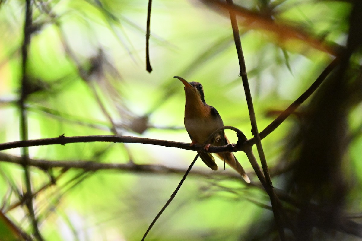 Reddish Hermit - ML647338326