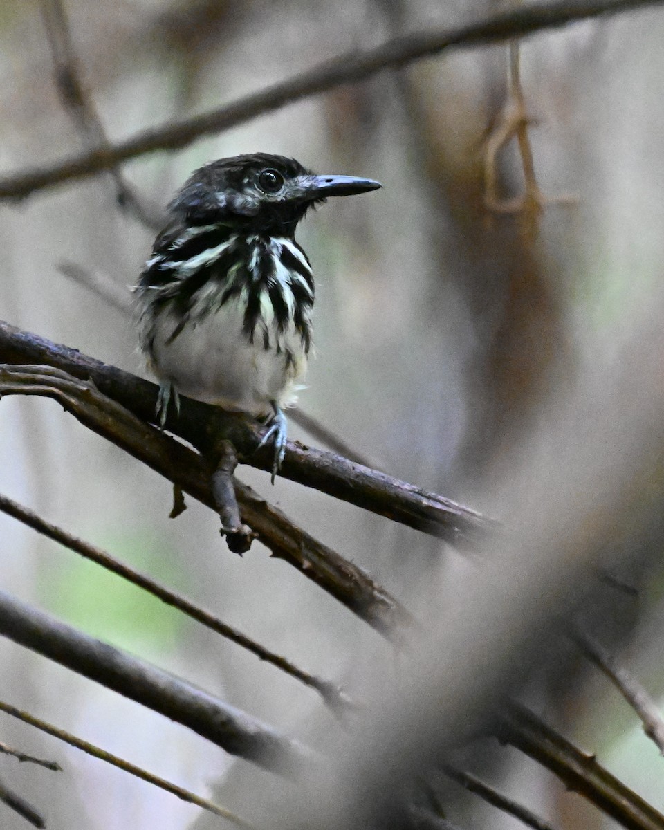 Dot-backed Antbird - ML647338342