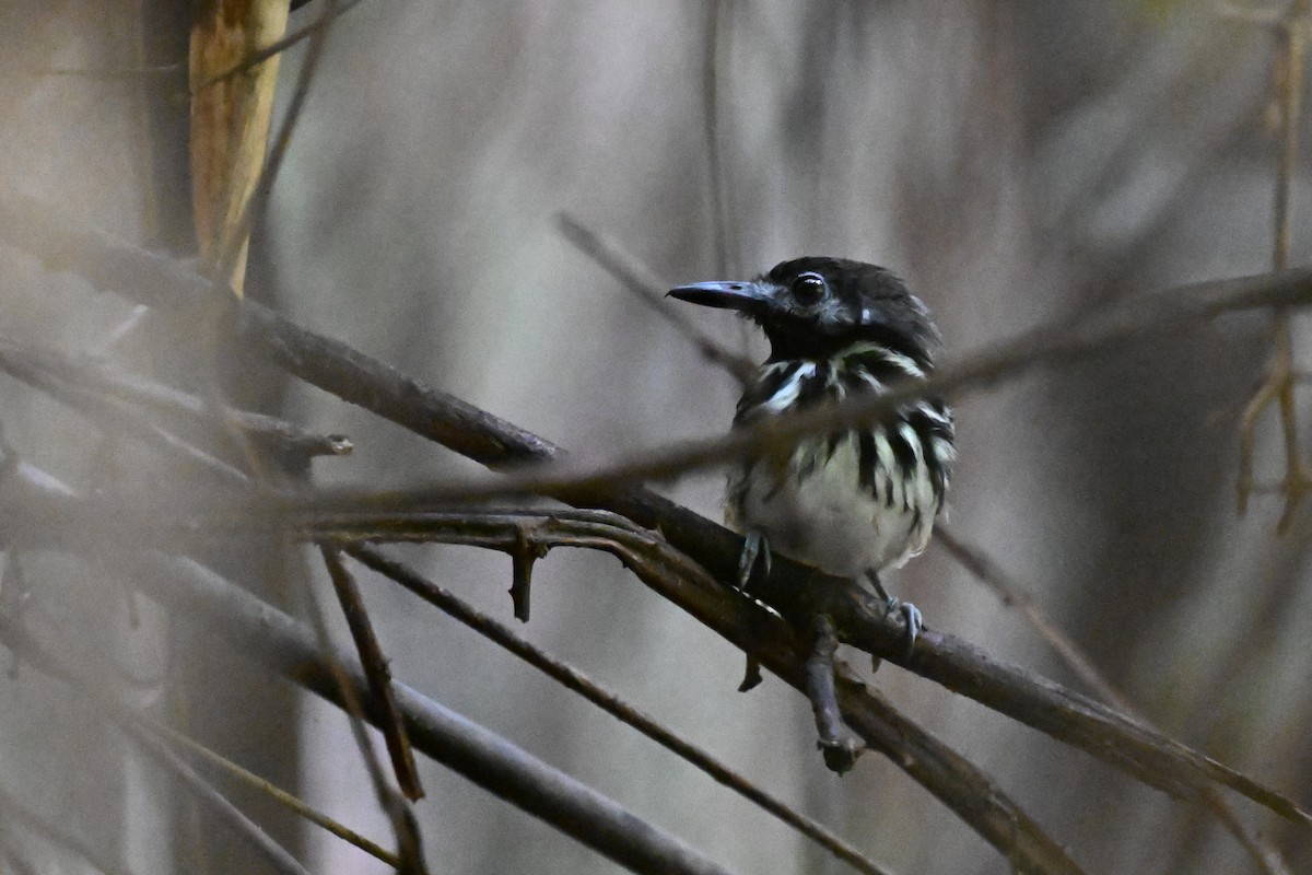 Dot-backed Antbird - ML647338343