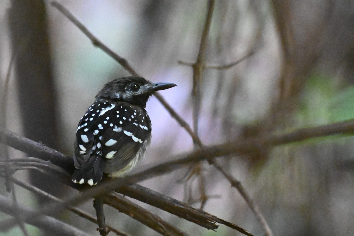 Dot-backed Antbird - ML647338344