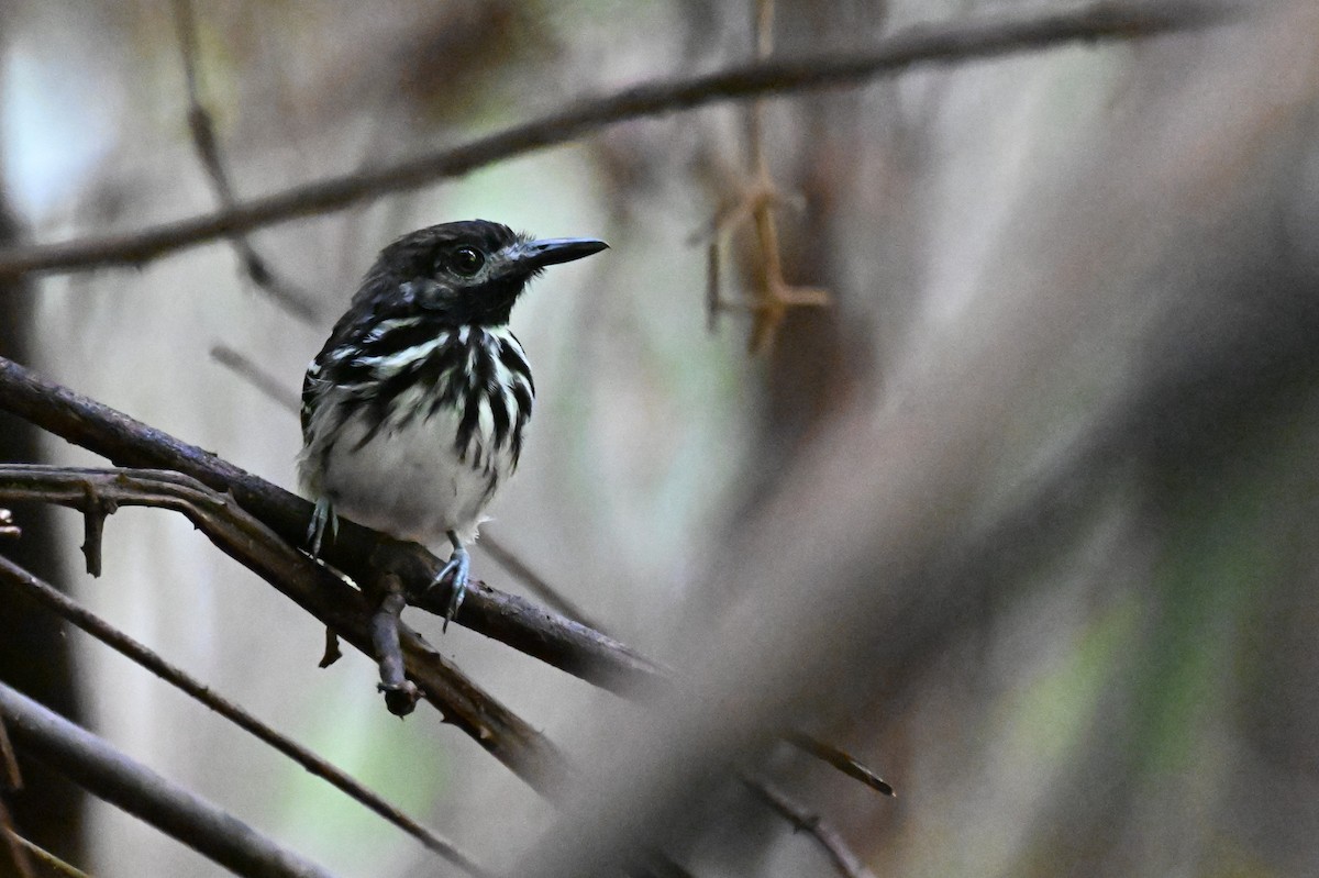 Dot-backed Antbird - ML647338345