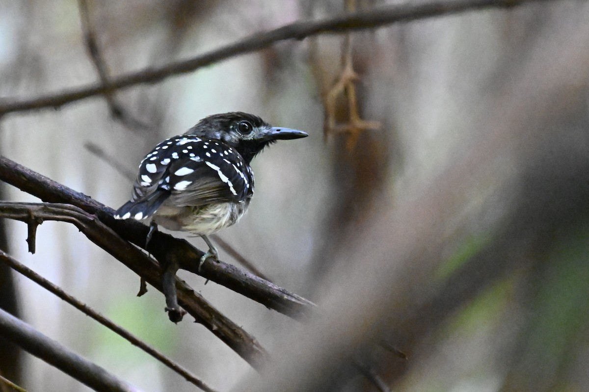 Dot-backed Antbird - ML647338346