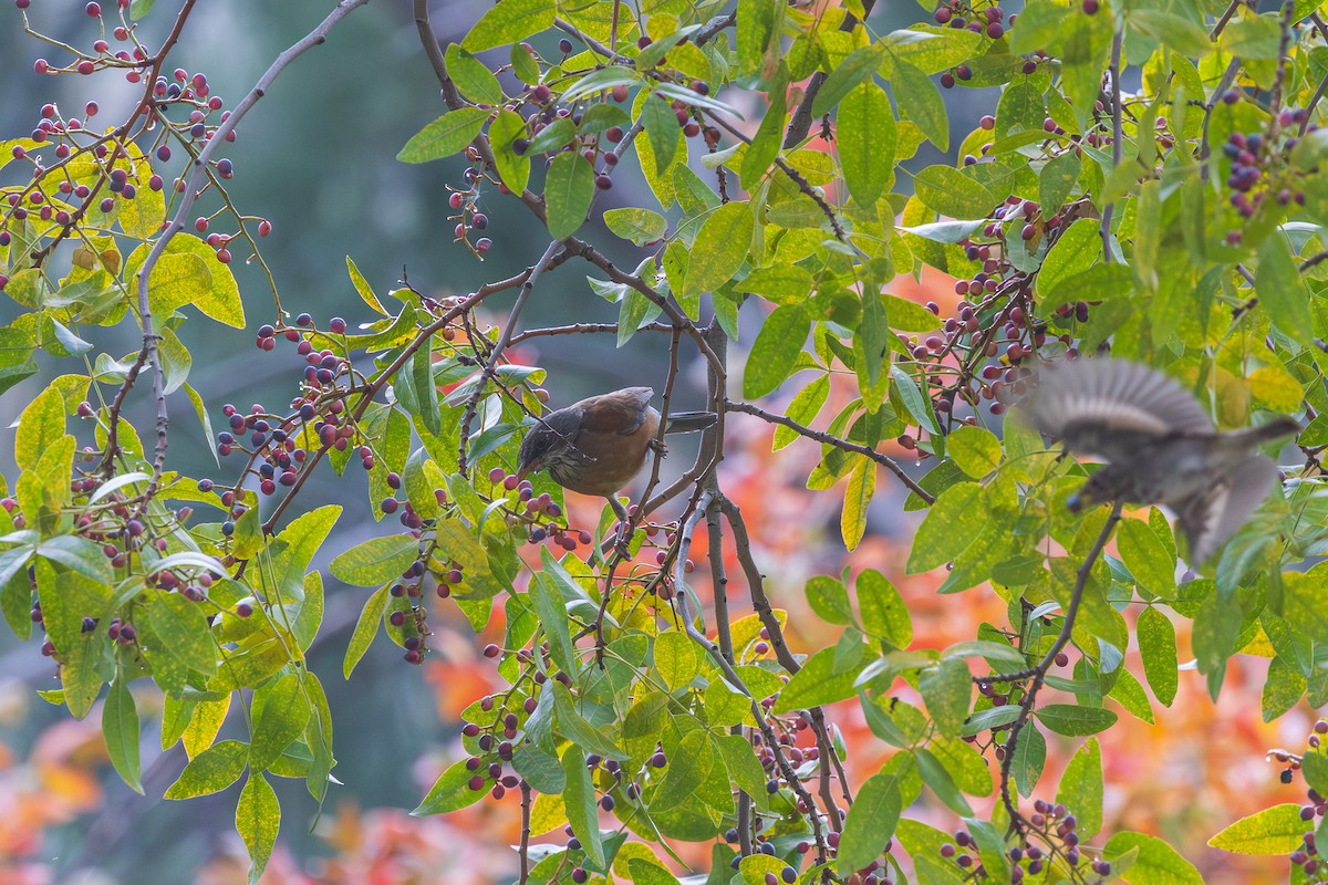 Rufous-backed Robin (Rufous-backed) - ML647338353