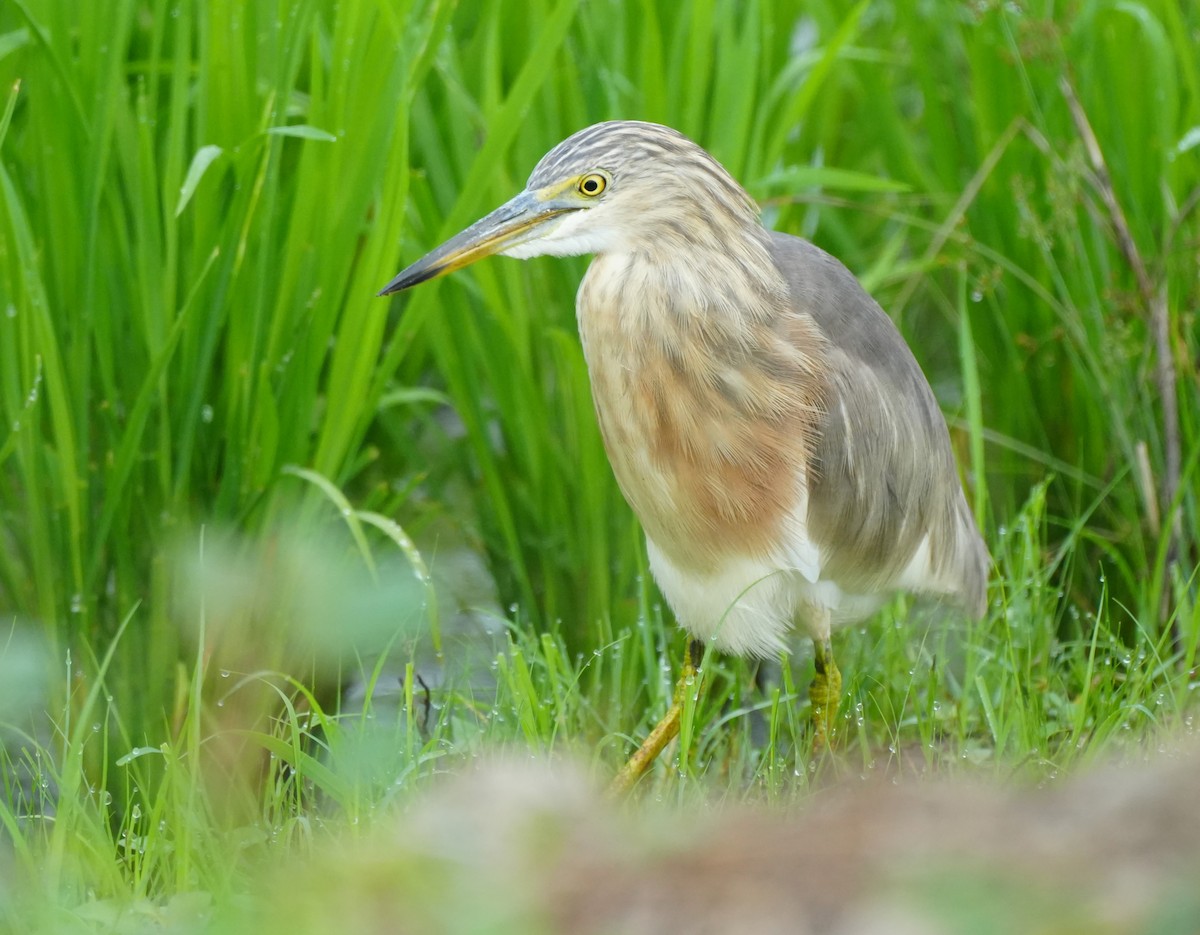 Javan Pond-Heron - ML647338356