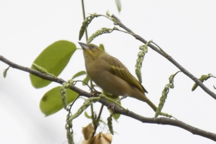 Kara Başlı Dokumacı - ML647338357