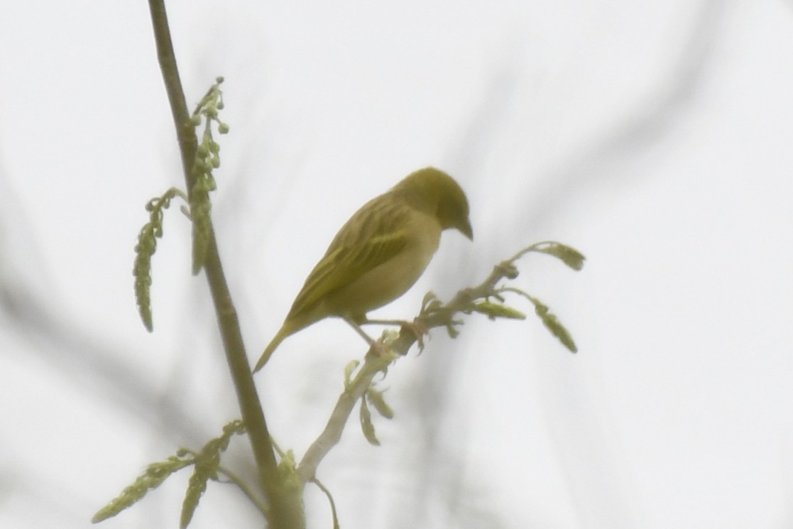 Kara Başlı Dokumacı - ML647338359