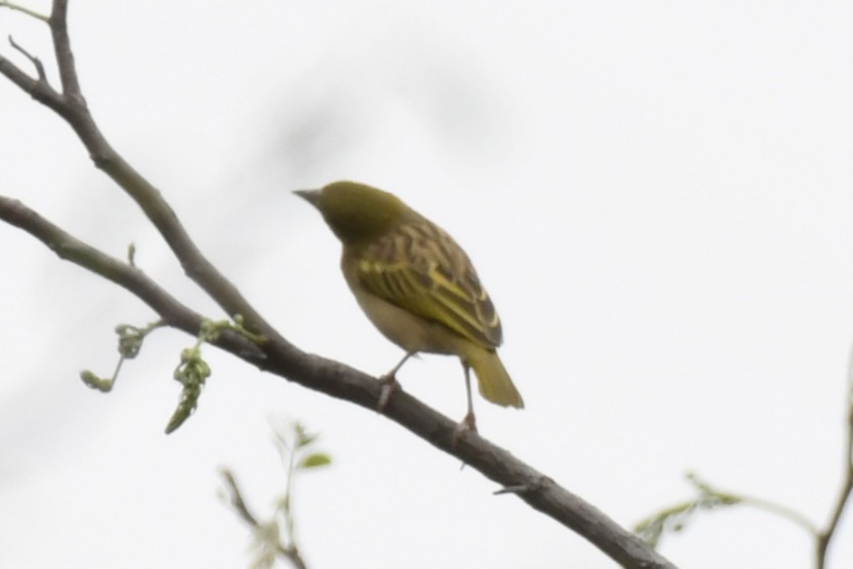 Kara Başlı Dokumacı - ML647338360