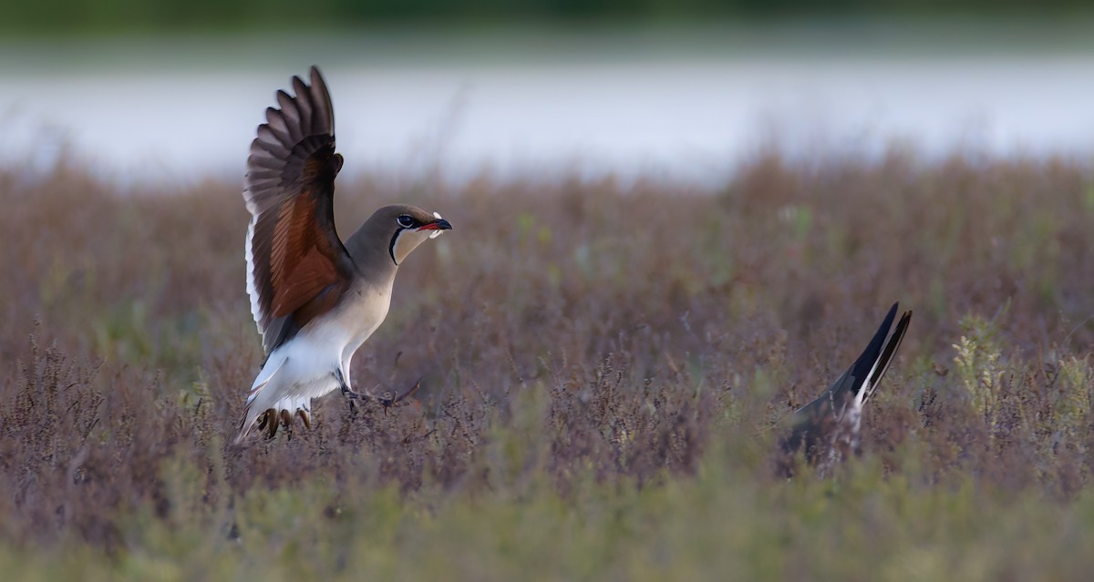 Collared Pratincole - ML647338361