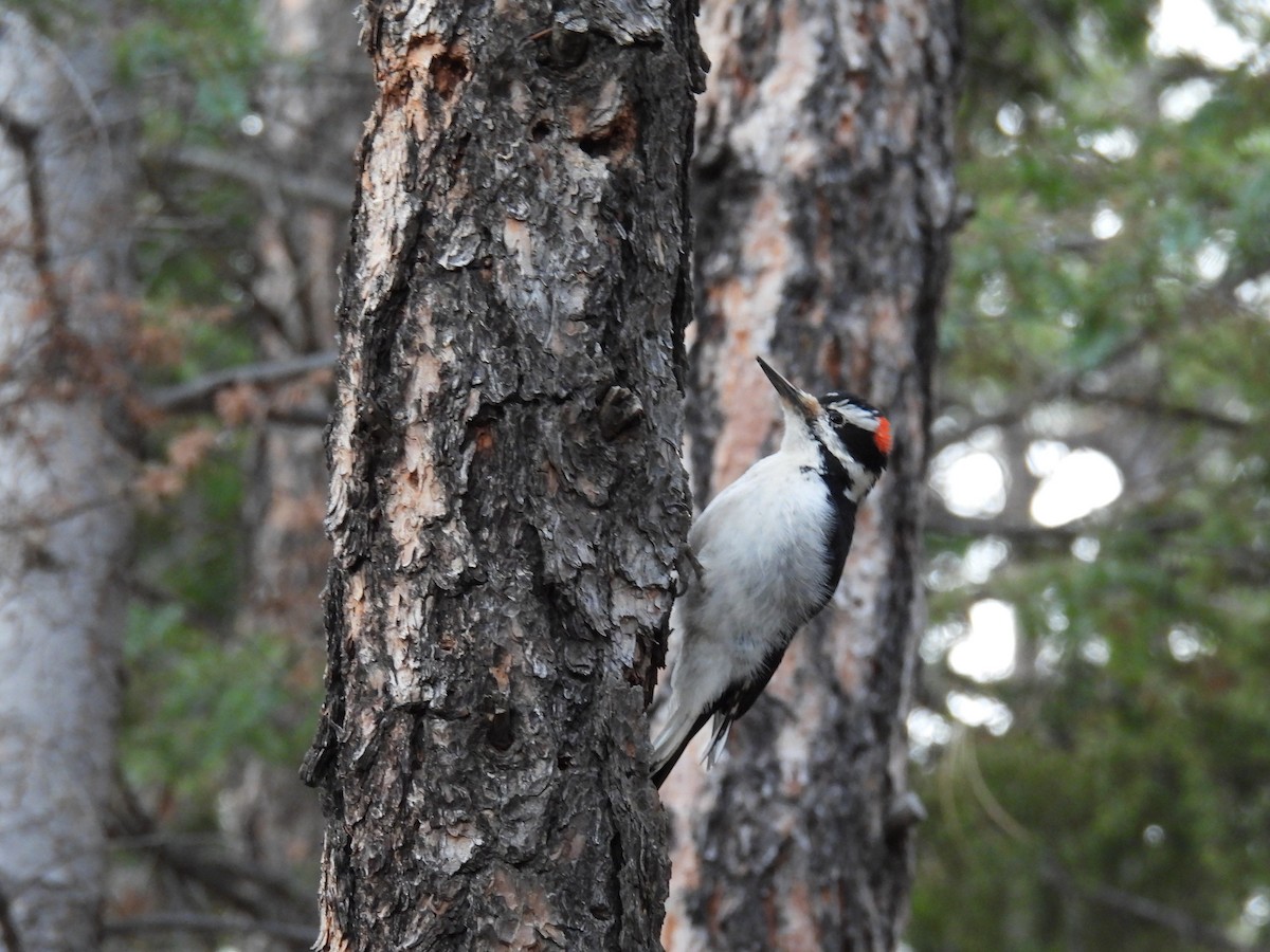 Hairy Woodpecker (Rocky Mts.) - ML647338363