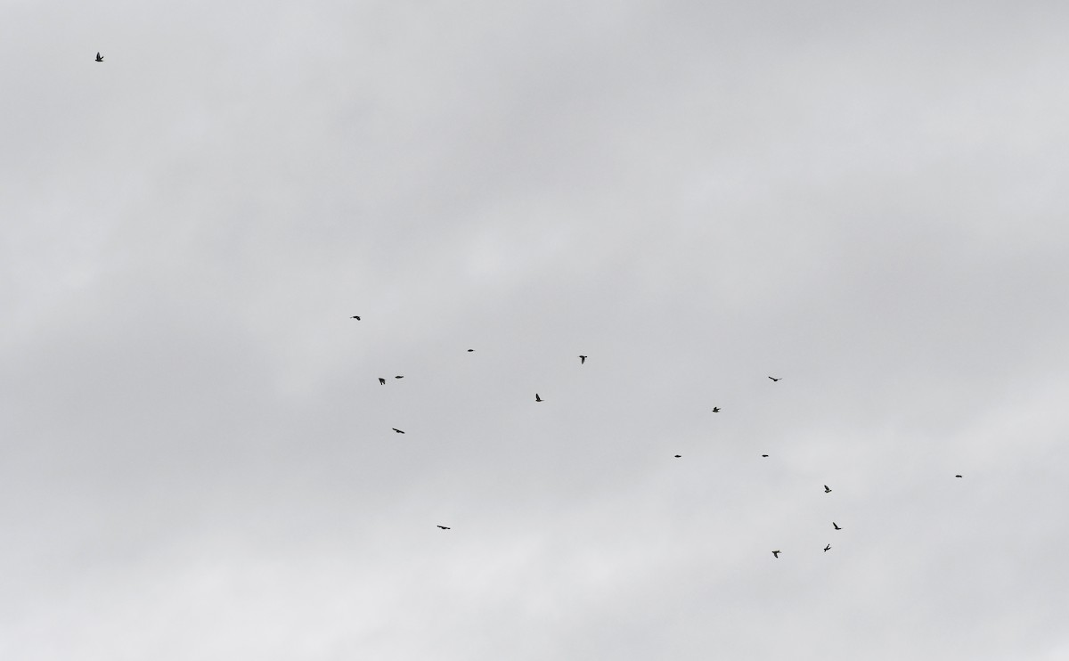 Cedar Waxwing - ML647338369