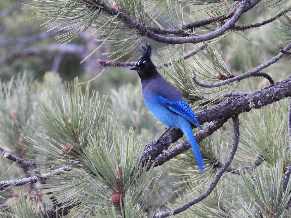 Steller's Jay - ML647338373