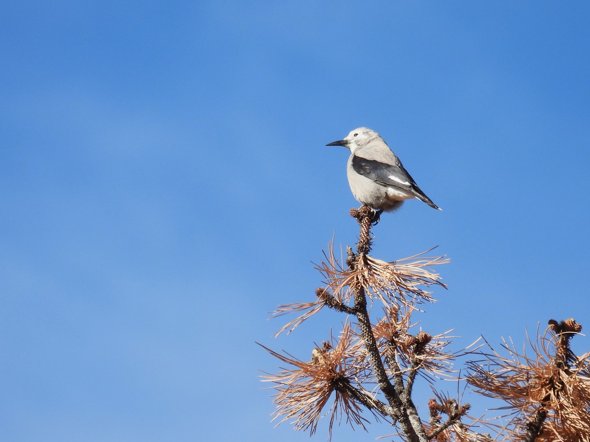 Clark's Nutcracker - ML647338380