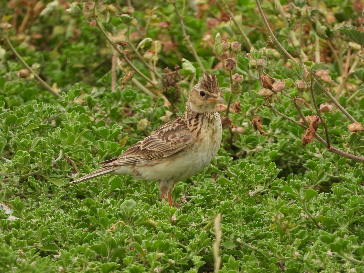 Eurasian Skylark - ML647338386