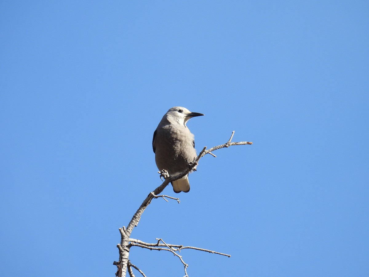 Clark's Nutcracker - ML647338392